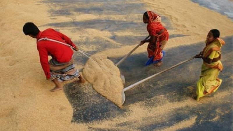 দিনাজপুরে ৩১৬ চালকলের লাইসেন্স বাতিল
